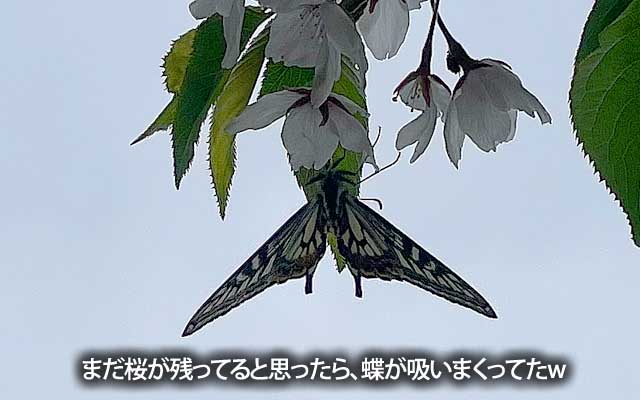 まだ桜が残ってるな〜…って、見上げたら、蝶が桜の蜜を吸っておりましたヽ(^.^;)丿撮りにくい…(^_^;)逆光だし…(当然補正しまくりw)