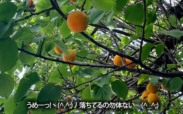 視界にオレンジ色のモノが目に入り…近付いたら…梅?梅だよね?ヽ(^.^;)丿