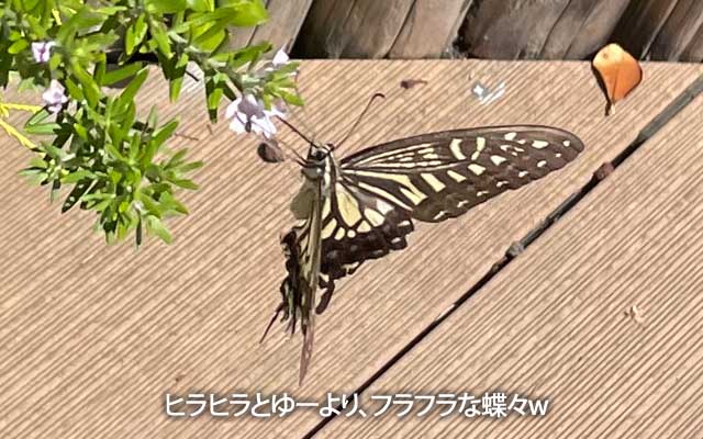 とある屋上施設の花壇を散歩してたら、目の前をフラフラと…手で掴めそうな感じヽ(^.^;)丿暑いものねぇ…