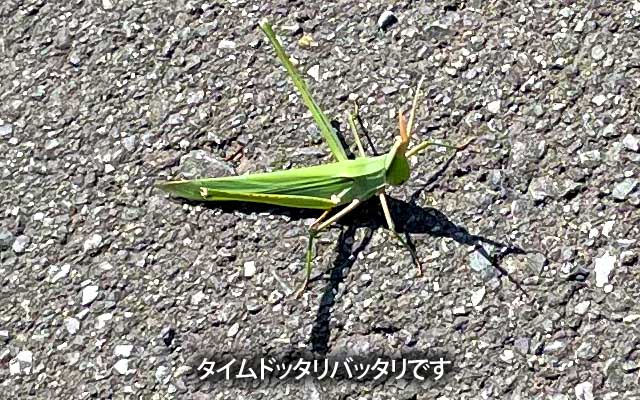 そんな名称、知ってる方が少ない?(^_^;)対比になるモノがないので、判り難いのですが、意外に大きいサイズです(^_^;)