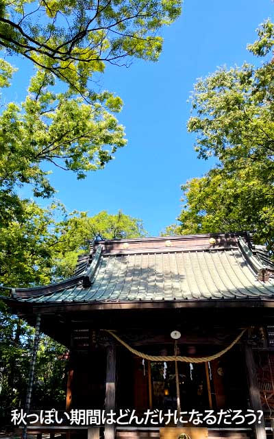 お空は秋っぽくなってきてるんだけど…期間は短いんだろうなぁ…(^_^;)