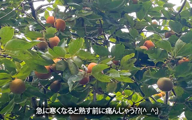 色づく前に冬になっちゃうーヽ(^.^;)丿