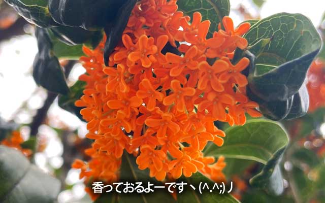 ちじょーにおりた…って、こっちも昭和っ!ヽ(^.^;)丿いや、撮ったのは今日よ?w