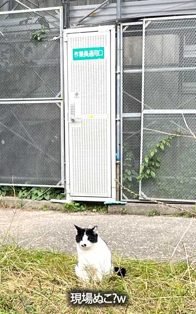 現場ぬこ?w休日なのにごくろーさまだっ!ヽ(^.^;)丿