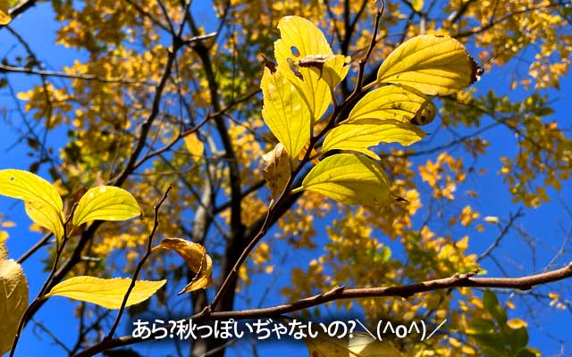 悪あがき時間が無くなってしまったので、近所を少し回るだけに…うん、なんか秋っぽい感じw
