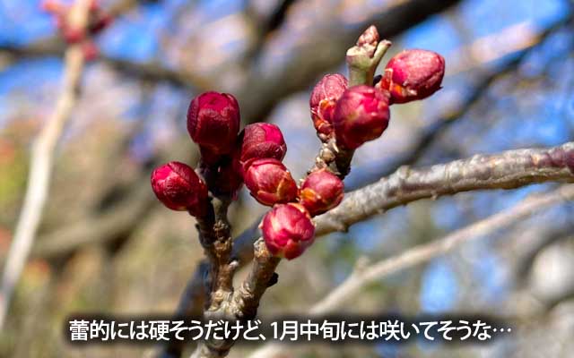 ここは1月前半には梅が咲き始めるトコですが、流石にまだ蕾み状態でしたねーヽ(^.^;)丿でも先っぽ広がりかけてたりする??