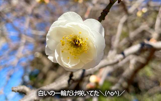ところが、ふとみたら…白梅が一輪だけ咲いとるぢゃないですかーヽ(^.^;)丿他の蕾も先が白いの結構多い(^_^;)