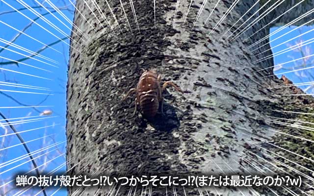 蝉(の抜殻)発見っ!ちょっ!まっ!?去年の夏からそこにいたのか?それとも最近出てきたのか?ヽ(^.^;)丿でも周囲に蝉の声は聞こえない…(^_^;)