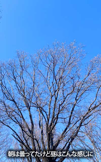 風が強かったから雲も流された?その風も生暖かく、悪あがきしてたら背中が汗ばんできたとか…