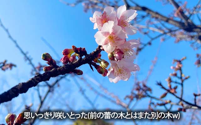 ぽつぽつ咲いてる枝もありましてん＼(^o^)／河津桜は早いすねぇ…ふつーの桜の蕾はまだガッチガチでんがなヽ(^.^;)丿
