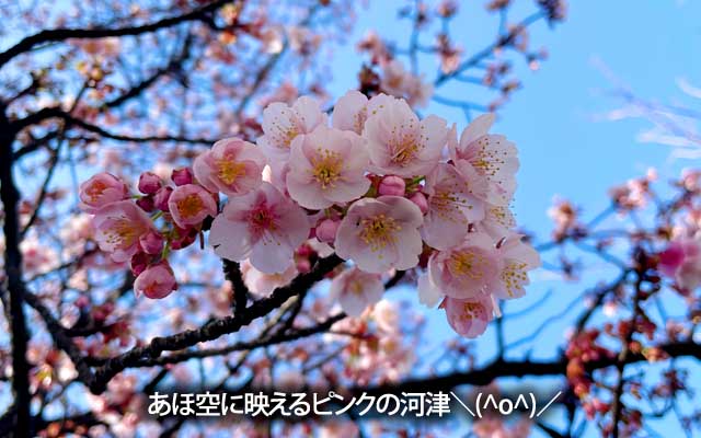 少し悪あがきす…この間ポツポツ咲いてた河津は結構な開花状態に\(^o^)/寒くなったとゆーに、元気でえぇのぉ…(^_^;)