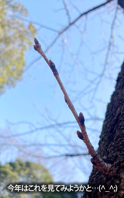 今年の桜観察はこの枝で行ってみよーかと…(^_^;)最後は画面からはみ出してそうだけど…ヽ(^.^;)丿