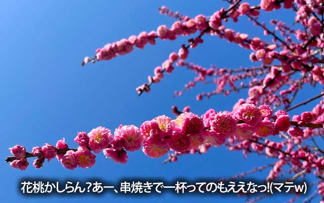 悪あがき最中に見たたわわな枝、ハナモモ?うん、なんか串焼きで一杯したい\(^o^)/