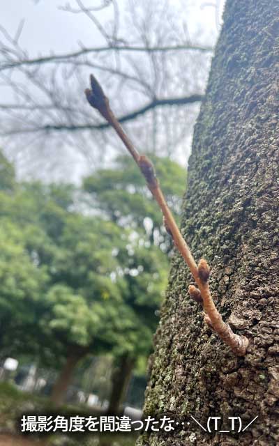 【武蔵小杉の桜(定点観測2026)】3月6日、もっと頻繁に撮らないと、撮影位置を毎回忘れとるわ…(^_^;)