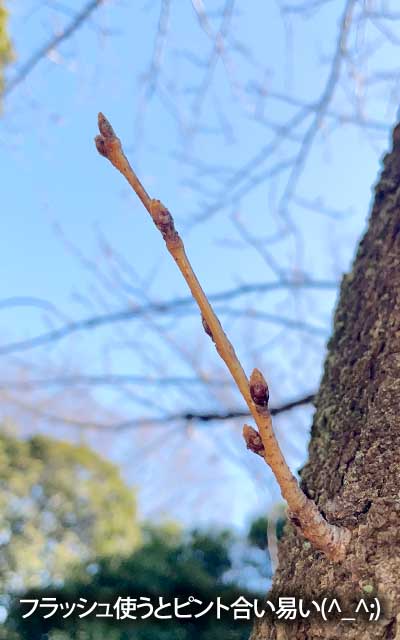 【武蔵小杉の桜(定点観測2026)】3月7日、なんか3月21日は開花予想って出てるみたいですな…まさに春分の頃ですかーヽ(^.^;)丿