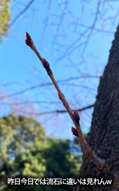 【武蔵小杉の桜(定点観測2026)】3月12日、周囲は早いぞーヽ(^.^;)丿先っぽ赤み帯びてるのも出てきてるぞーヽ(^.^;)丿