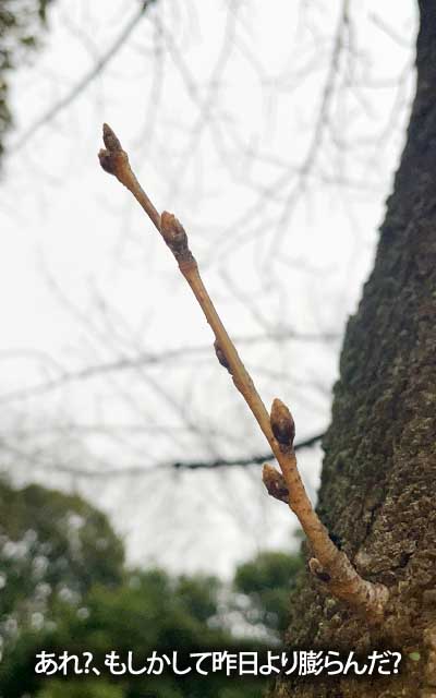 【武蔵小杉の桜(定点観測2026)】3月13日、あれ?もしかして昨日より膨らんでる??気のせい?(^_^;)