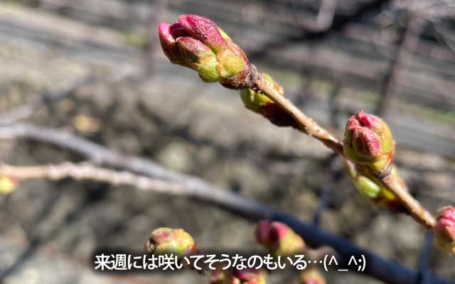 同じ河川脇のちょっと離れたトコの枝…これ、来週には咲くかもしれんですな…(^_^;)