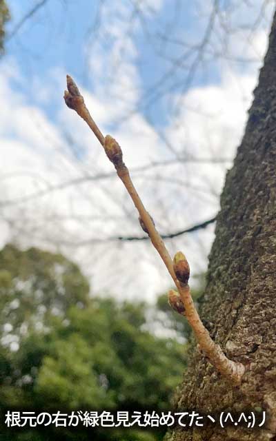【武蔵小杉の桜(定点観測2026)】3月16日、右下の蕾、先っぽが緑色っぽくなっとったがな\(^o^)/でも周囲はピンク色なんよ…(^_^;)やっぱ遅れてる…