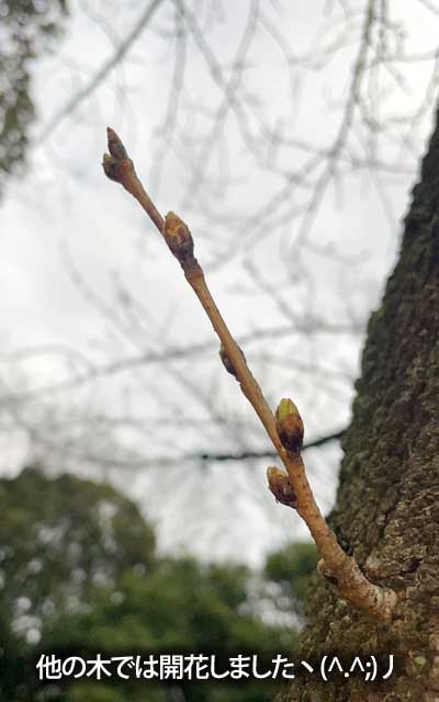 【武蔵小杉の桜(定点観測2026)】3月17日、観察対象はまだですが、近くの木に一輪咲いてたのを確認しましたヽ(^.^;)丿