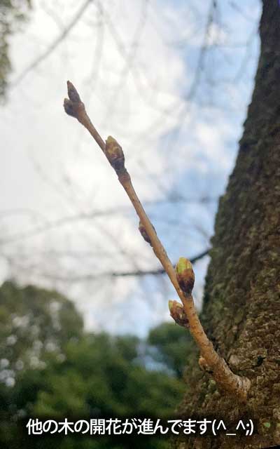 【武蔵小杉の桜(定点観測2026)】3月18日、大きな変化は無いのですが、周囲のペースも早いので、急に変化する可能性もあるからなぁ…(^_^;)