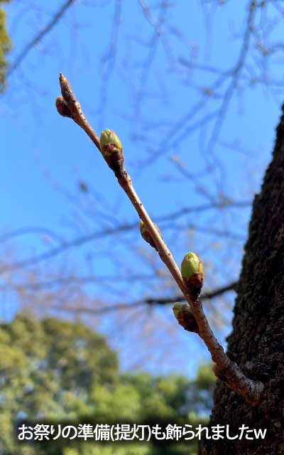 【武蔵小杉の桜(定点観測2026)】3月21日、朝は無かったっ提灯が昼にはけkられてて、枝は大丈夫かっ!?で、再確認しに行くと…(^_^;)大丈夫ですたw