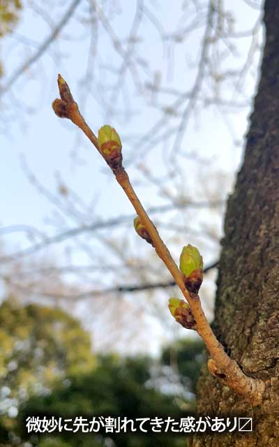 【武蔵小杉の桜(定点観測2026)】3月22日、先っぽが割れてきたみたいで、明日明後日にはピンクに色づくかもしれませぬ\(^o^)/