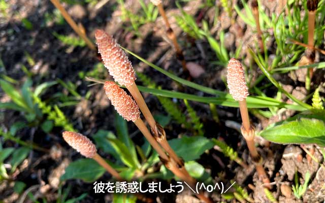 もう恥ずかしくもなんともない\(^o^)/いぱーい出てたw