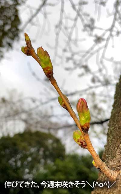 【武蔵小杉の桜(定点観測2026)】3月25日、いよいよ先っぽが伸び始めた\(^o^)/今週末開くやも知れん…(^_^;)