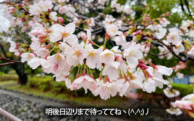 こんなんなってるのもある訳で…もうちょっとだ、ツーショットはもうちょっと待っててやがりくださいヽ(^.^;)丿