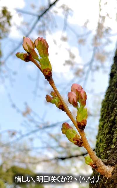 【武蔵小杉の桜(定点観測2026)】3月28日、おしいっ!ヽ(^.^;)丿明日は開いてるかな?どうかな?(^_^;)