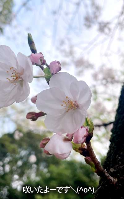 【武蔵小杉の桜(定点観測2026)】3月30日、ついに咲きました\(^o^)/まだ開いてないのも明日には…って、その明日が…