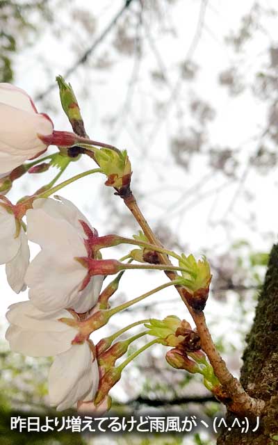 【武蔵小杉の桜(定点観測2026)】3月31日、昨日より増えてますが、雨風で危険な感じヽ(^.^;)丿周囲も桜吹雪が多少…(^_^;)