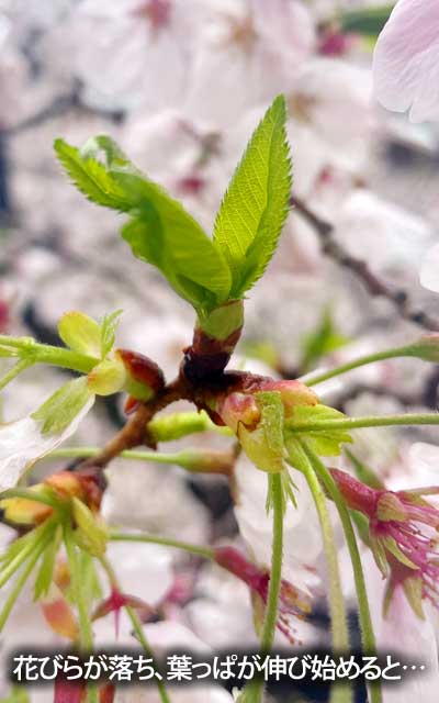 早々咲き始めてた連中からは、葉っぱも伸び始めておりまして、木によっては緑比率が上がってるのもーヽ(^.^;)丿