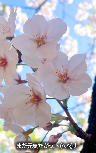 【武蔵小杉の桜(定点観測2026)】4月3日、夜桜見物行けるよーなココロに余裕なんてモノは持ち合わせておらん\(T_T)/