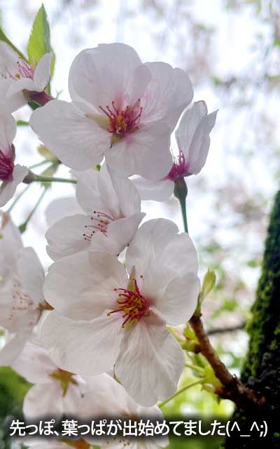 【武蔵小杉の桜(定点観測2026)】4月5日、昨日は見てませんでしたが、観察対象の方も、先っぽから葉っぱが伸び始めておりますヽ(^.^;)丿