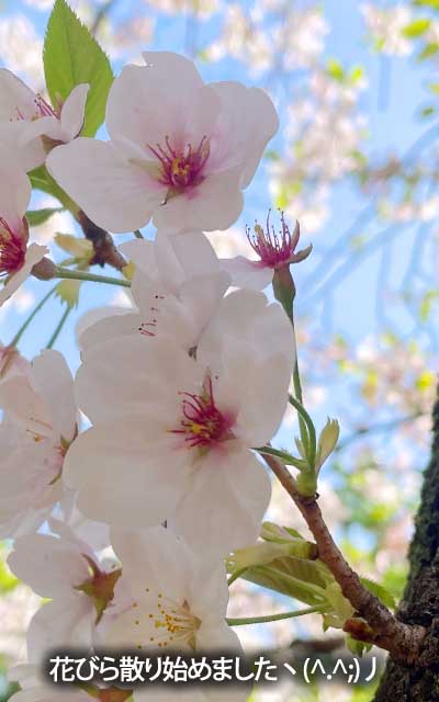 【武蔵小杉の桜(定点観測2026)】4月6日、花びら堕ち始めたみたいです(^_^;)今週末には葉っぱだけになるかなぁ…