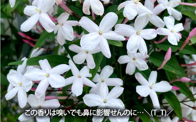 あちこちで香り始めたハゴロモジャスミン、これは鼻を近づけて嗅いでも何ともないヽ(^.^;)丿杉と桧が犯罪者なだけだーっ!あと寒暖差…ヽ(^.^;)丿