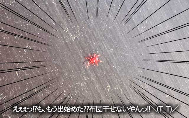 流石にまだ…と、思いつつ、ベランダ確認したら…い…いたっ!?＼(T_T)／そそそ、そう言えば去年も4月21日には確認してたんだっけ…