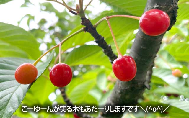 花が完全に落ちちゃいました桜の木、いくつかの木は葉っぱの後ろにコソコソっとこんな実を…熟して落ちても地面は舗装されたアスファルトだからなぁ…拾ってあげよか?w