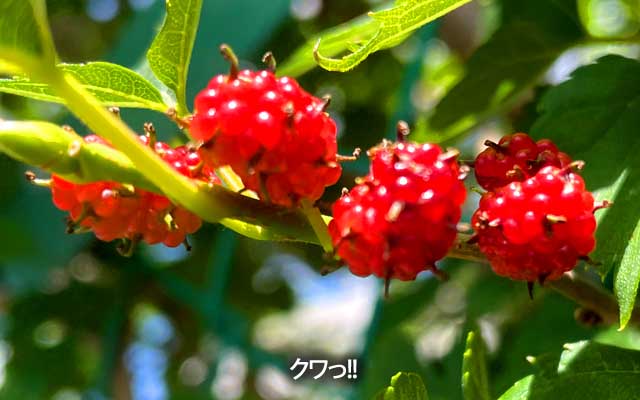 道端にいぱーい生ってますたヽ(^.^;)丿あ、摘んでないですからねっ!?ヽ(^.^;)丿