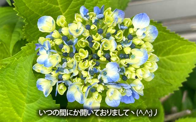 そう言えば紫陽花もそろそろなんぢゃね?ってんで、悪あがきついでにいつものを見に行ったら…なんか去年と同じようなペースかな?(^_^;)