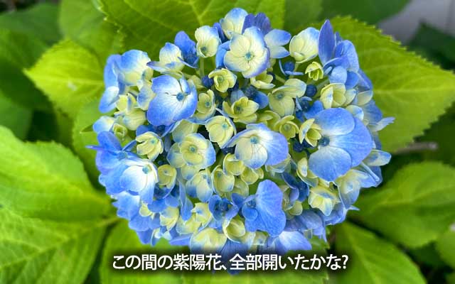 4日前の紫陽花、全部色づいたかしらん?(^_^;)少々小ぶりですが、季節を感じるには十分(^_^;)
