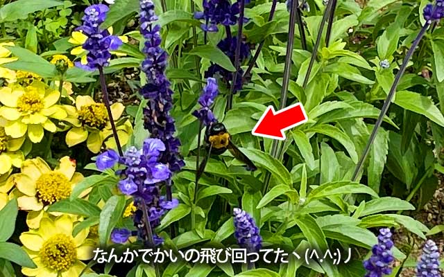 その商用施設の花壇でお花撮ってたらでかいのが…ヽ(^.^;)丿羽音が怖いわヽ(^.^;)丿