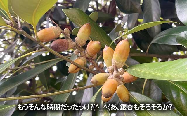 午前中の涼しい時間に少し悪あがく…公園の木々を見れば既にどんぐりが…あれ?もうそんな季節だっけ?と、思いましたが、よくよく思い返せば、銀杏だってそろそろぢゃなイカ?うわあぁぁぁぁっ!＼(T_T)／