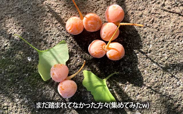ようやく確認に…(^_^;)木の方もたわわ、地面にはまだそんなに…踏まれてなかったのをちょっと集合させたヽ(^.^;)丿
