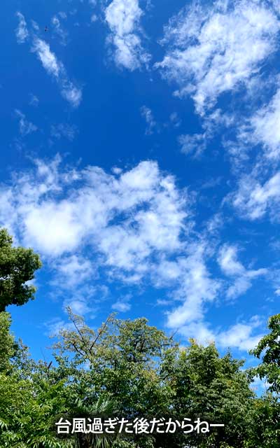 昨日までの天気が嘘みたいにーヽ(^.^;)丿台風の後だもの、晴れるのだもの、悪あがくのだものヽ(^.^;)丿